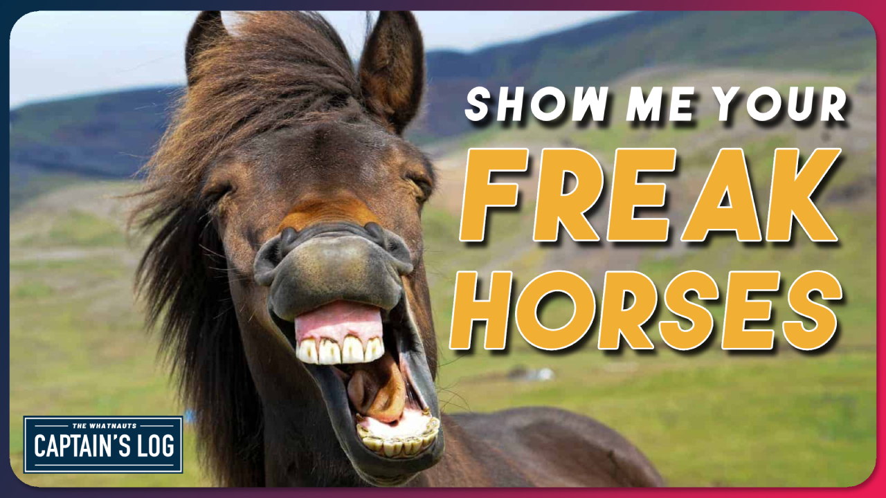 Show Me Your Freak Horses - The Captain's Log 258